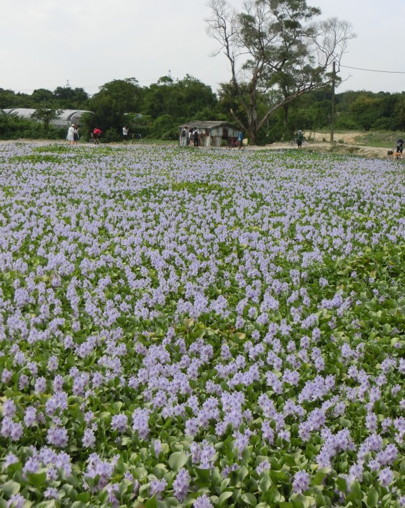 Et媽媽 香港也有紫色花田 假日好去處 周末好去處 兒童遊戲室 室內遊樂場 沙灘 親子民宿