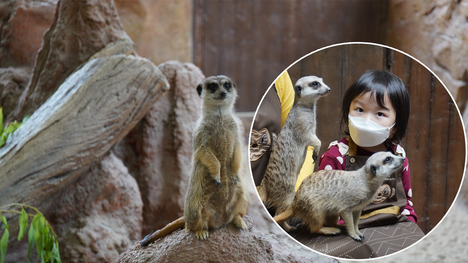 香港海洋公園 全新2大活動 約會小狐獴 大象龜 3歲以上就玩得 假日好去處 周末好去處 兒童遊戲室 室內遊樂場 沙灘 親子民宿