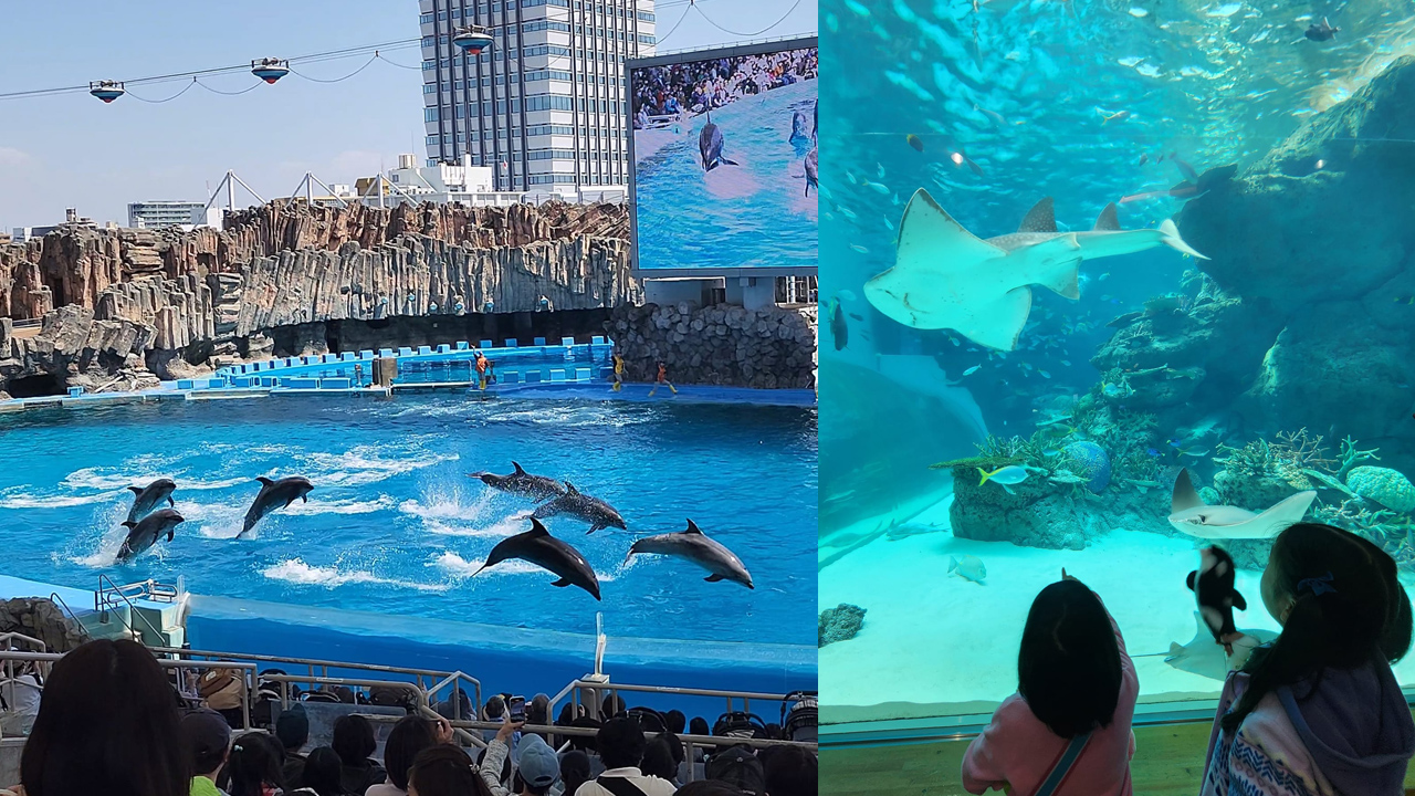 日本親子遊| 名古屋港水族館全日本最大戶外水族箱過100種海洋生物必睇殺人鯨/虎鯨表演| Oh!爸媽- Ohpama.com一站式升學、親子網站