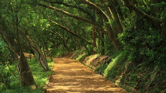 trail_011