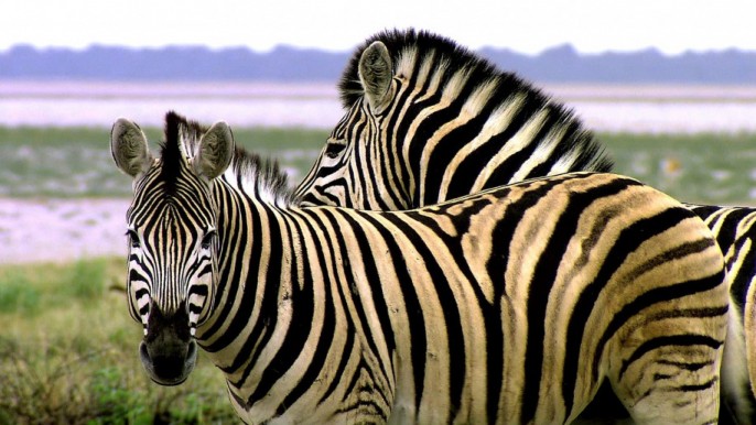 Animals-of-Africa-Zebra-striped-like-a-tiger-hd-wallpaper-915x515海外升學