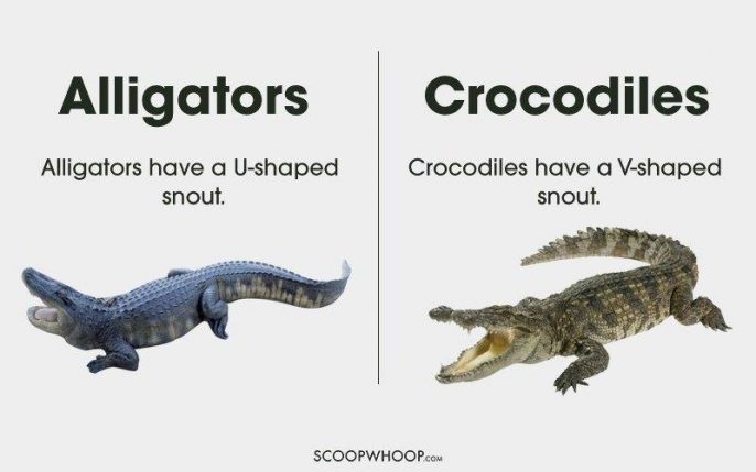 英文新領域 Shrimp Or Prawn 十五個經常混淆的生字 Oh 爸媽 Ohpama Com一站式升學 親子網站