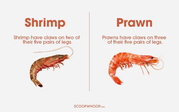 英文新領域 Shrimp Or Prawn 十五個經常混淆的生字 Oh 爸媽 Ohpama Com一站式升學 親子網站
