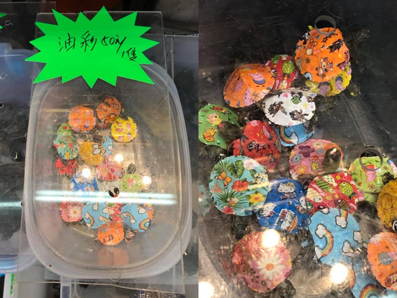 旺角 金魚街 驚現 油彩龜 賣50蚊一隻惹批評 生活熱話