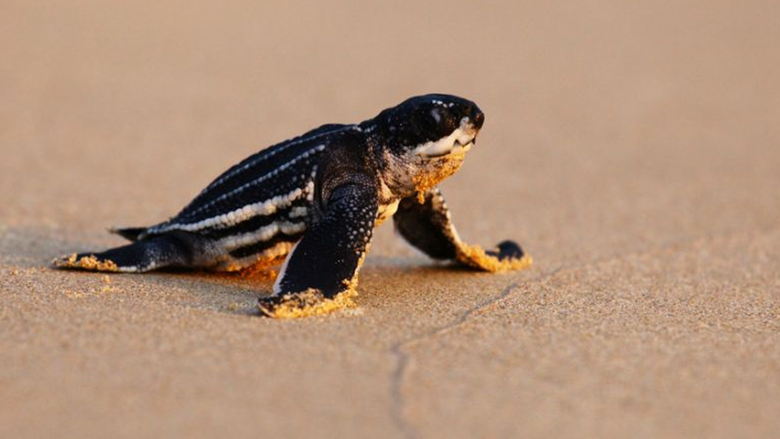 新冠肺炎】瀕臨絕種棱皮龜繁殖率急升專家：海灘人流減少，海龜自然樂意靠近海岸交配| 生活熱話, image size:1600x900