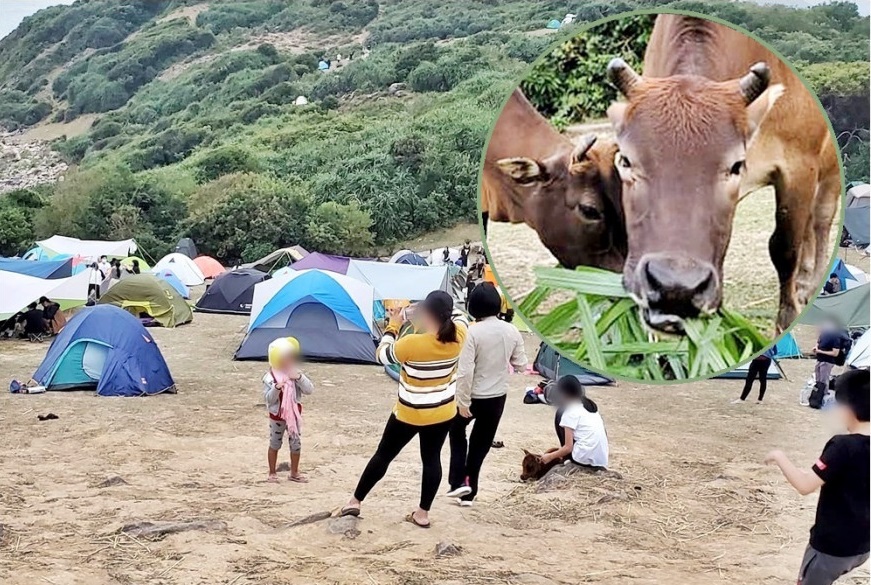 塔門草地長期受人踐踏及營帳覆蓋草地呈沙漠化塔門牛面臨糧水不足 生活熱話